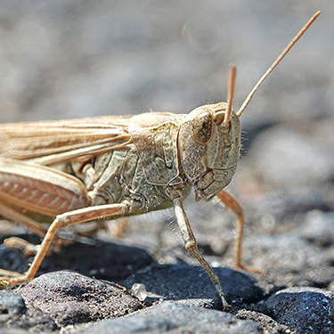 grasshopper
