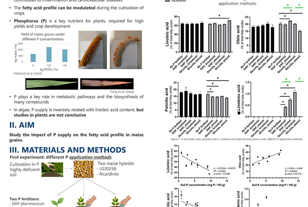 HND-011: Linoleic Acid Decrease and Oleic Acid Increase in Maize Grains with the Phosphorus Supplied during Cultivation